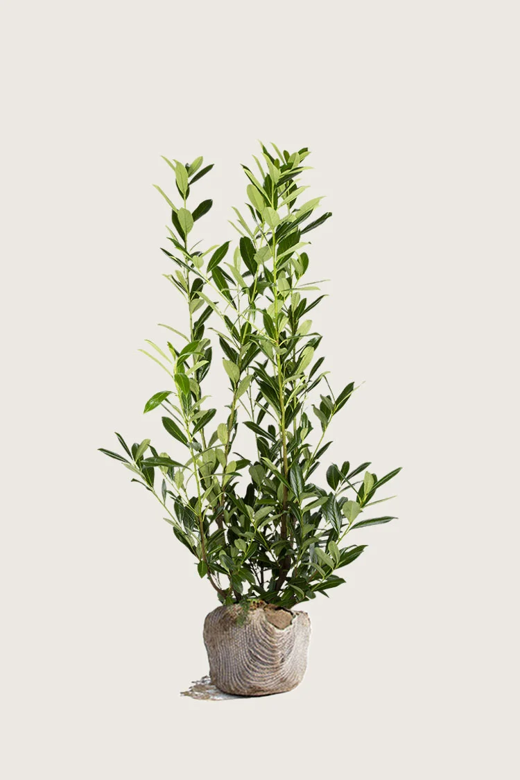 Laurbærhegg Caucasica 175cm Velgrenet | Plantinavia