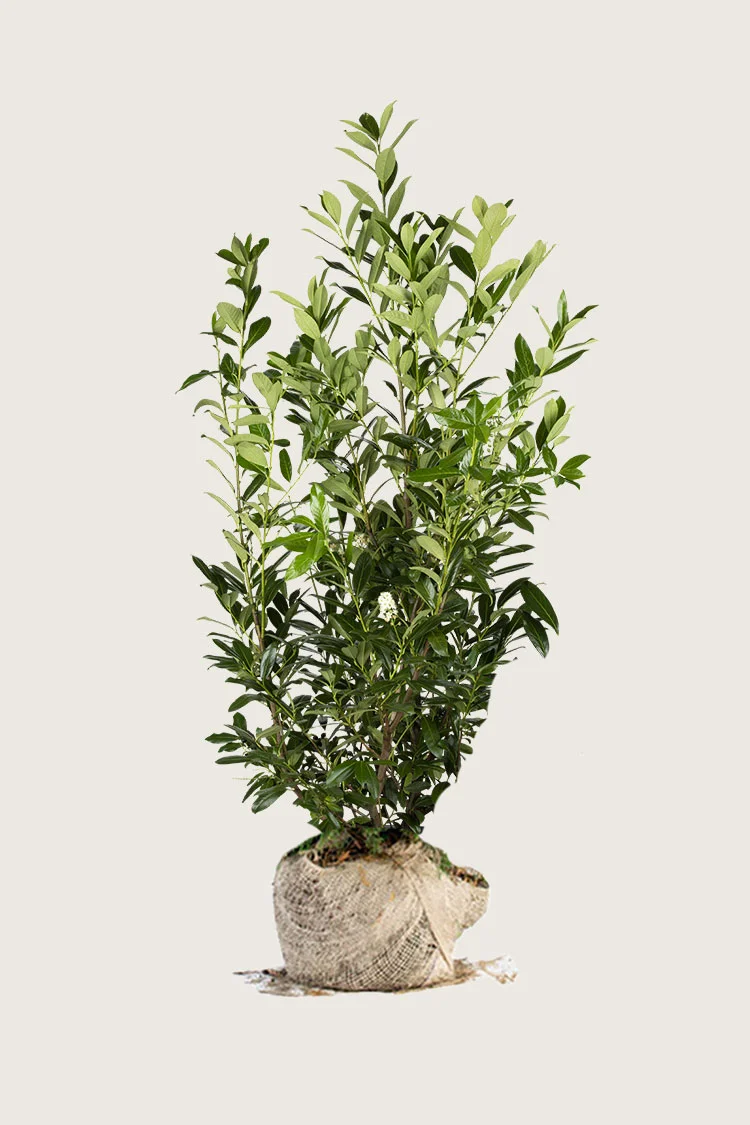 Laurbærhegg Caucasica 300cm Velgrenet | Plantinavia
