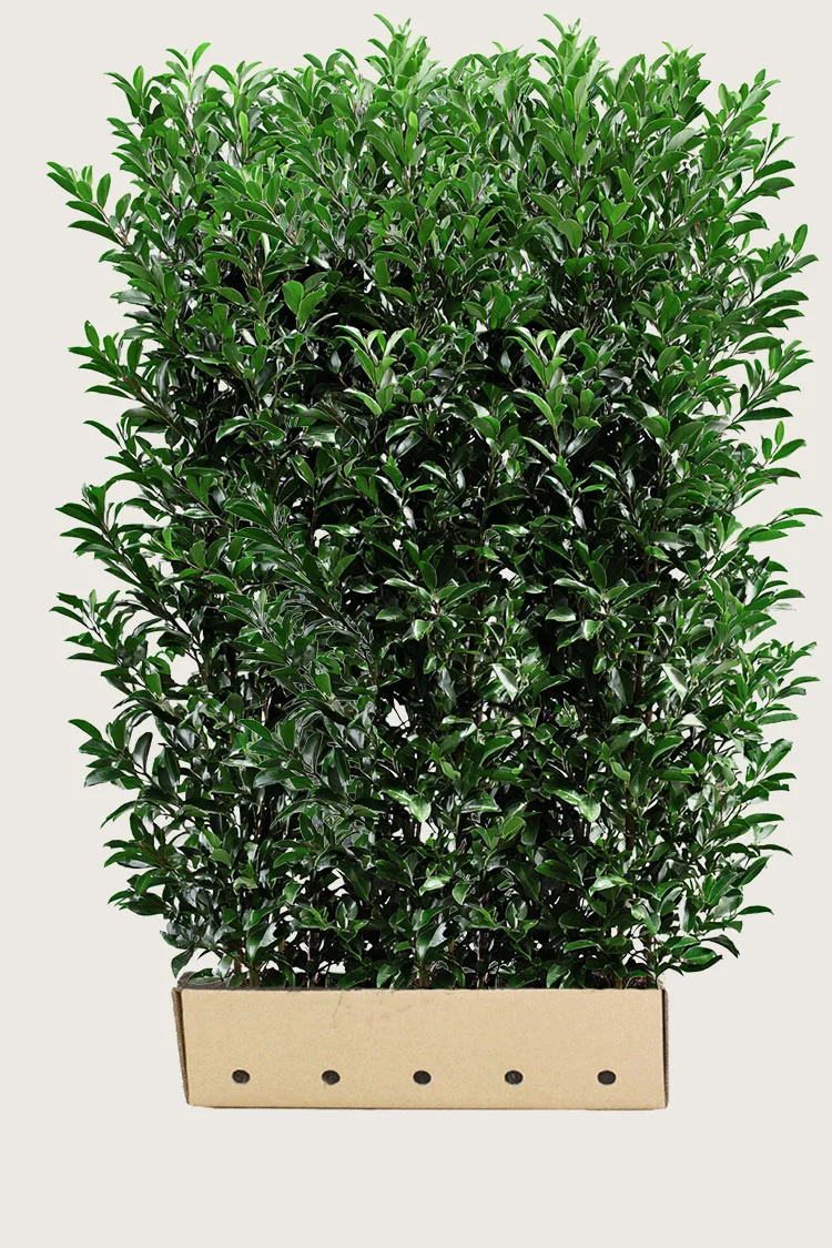 Laurbærhegg Elly 250cm Velgrenet | Plantinavia