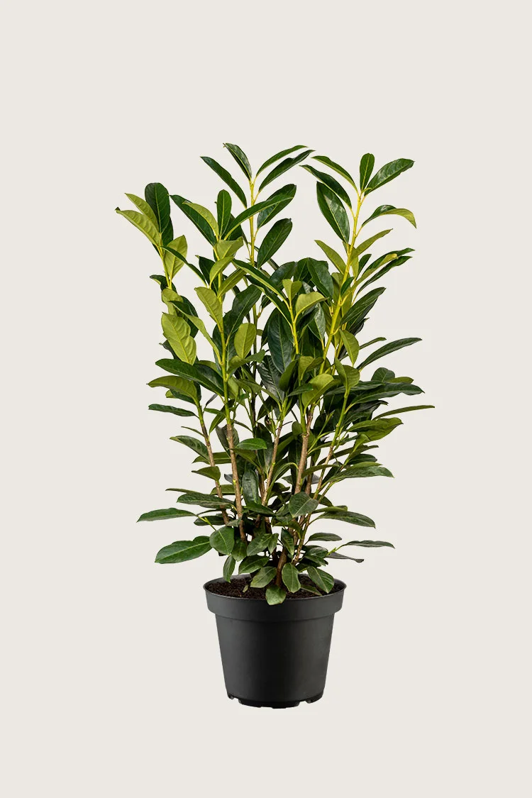 Laurbærhegg Elly 125cm Grenet | Plantinavia