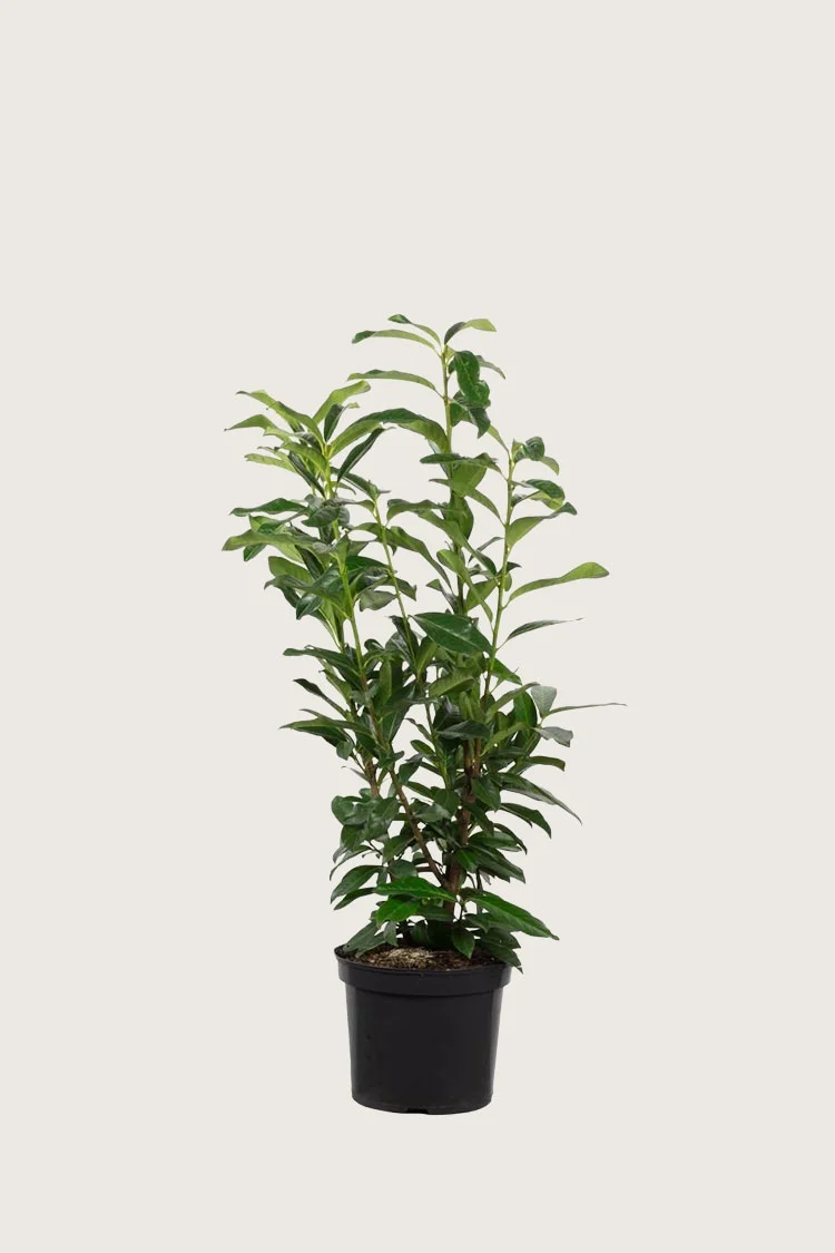 Laurbærhegg Elly 60cm Grenet | Plantinavia