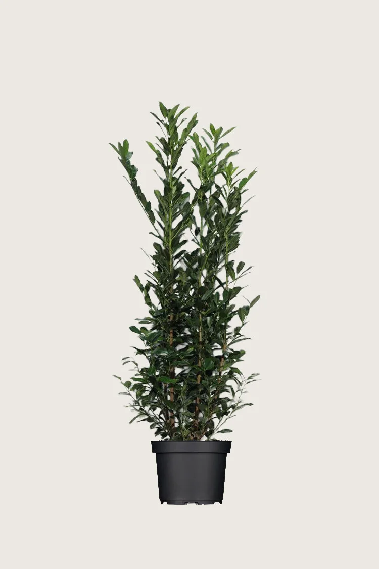 Laurbærhegg Elly 125cm Velgrenet | Plantinavia