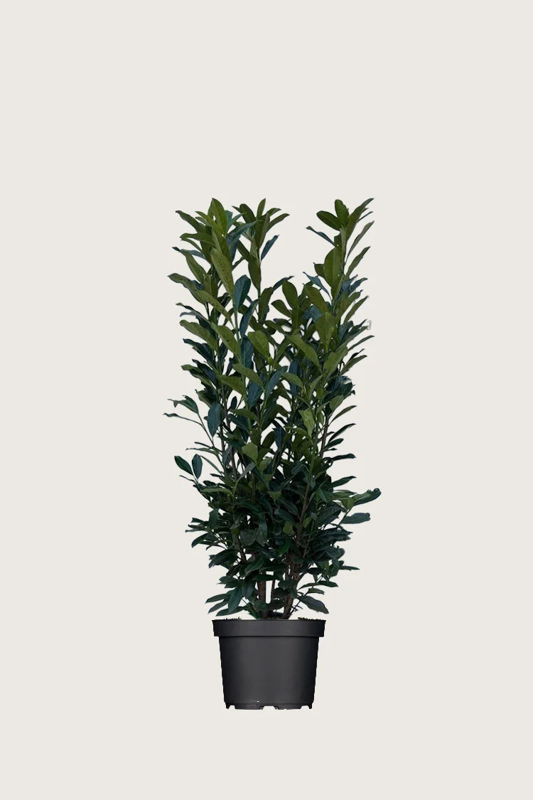 Laurbærhegg Elly 60cm Velgrenet | Plantinavia