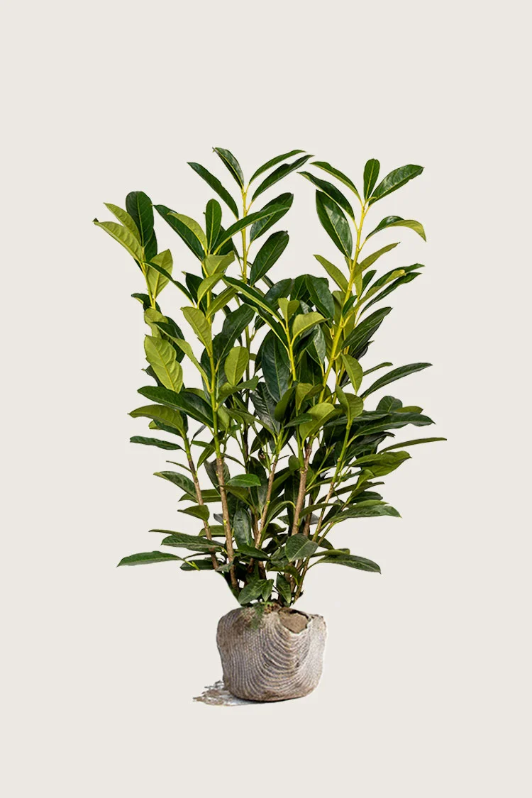 Laurbærhegg Elly 200cm Grenet | Plantinavia