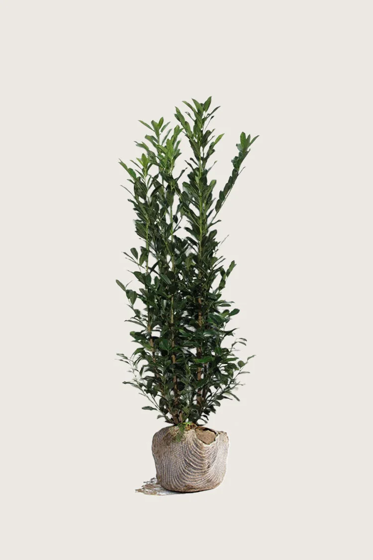 Laurbærhegg Elly 125cm Velgrenet | Plantinavia