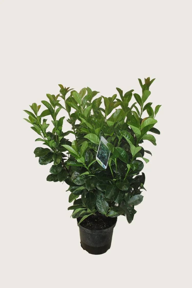 Laurbærhegg Etna 60cm Velgrenet | Plantinavia