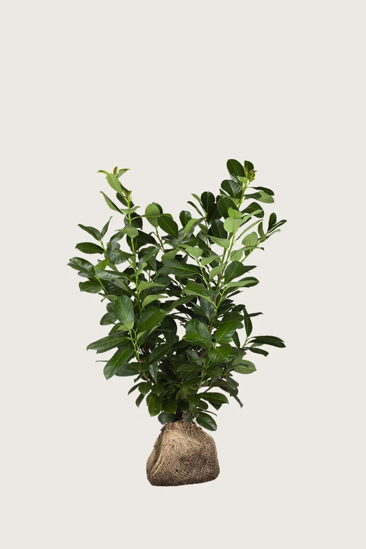 Laurbærhegg Etna 100cm Grenet | Plantinavia