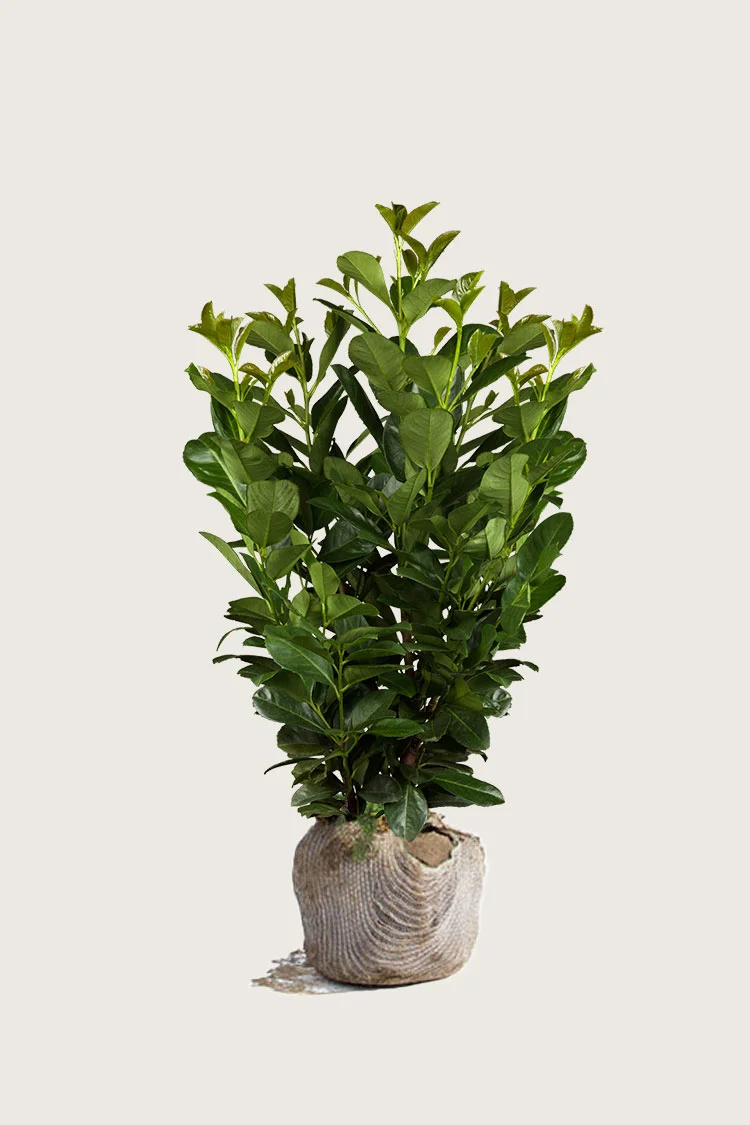 Laurbærhegg Etna 125cm Grenet | Plantinavia
