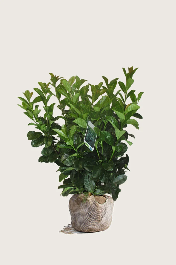 Laurbærhegg Etna 100cm Velgrenet | Plantinavia