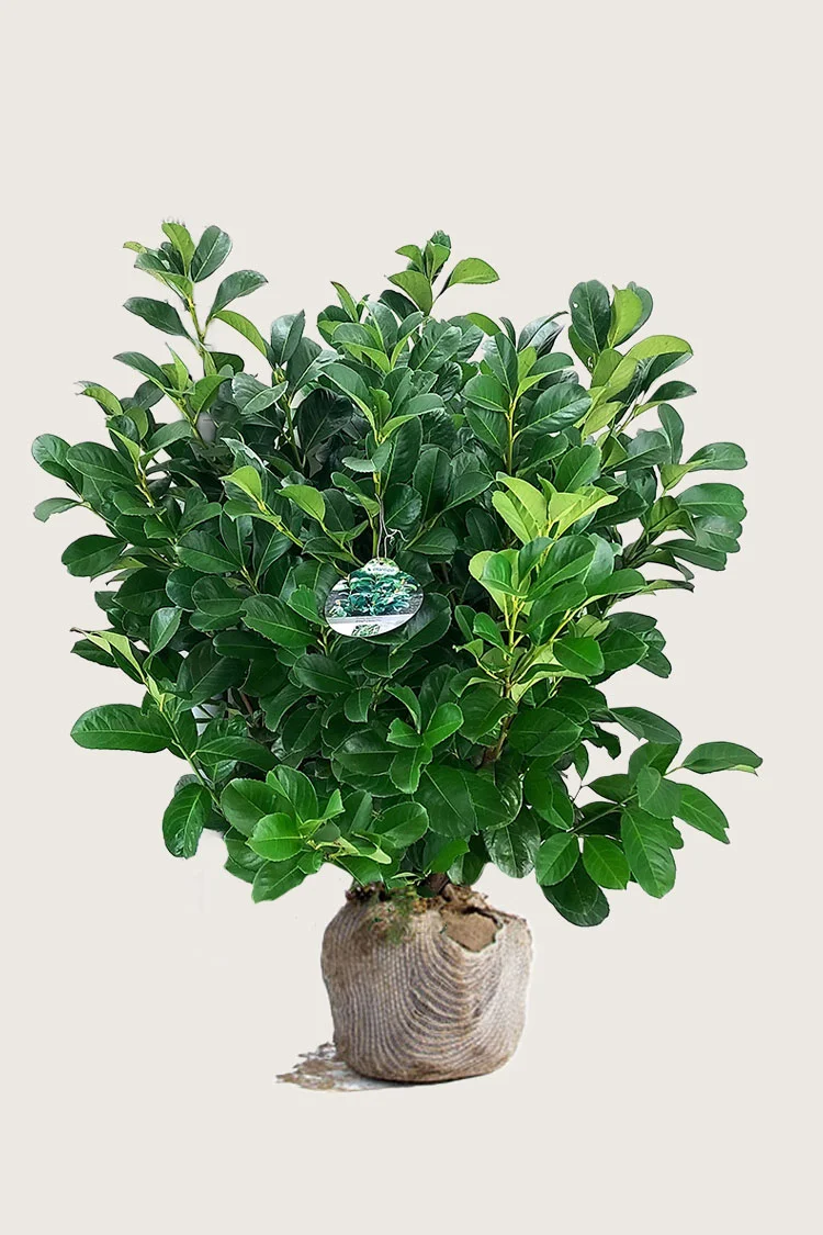 Laurbærhegg Etna 125cm Velgrenet | Plantinavia