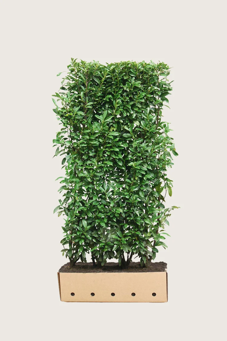 Laurbærhegg Genolia 200cm Velgrenet | Plantinavia
