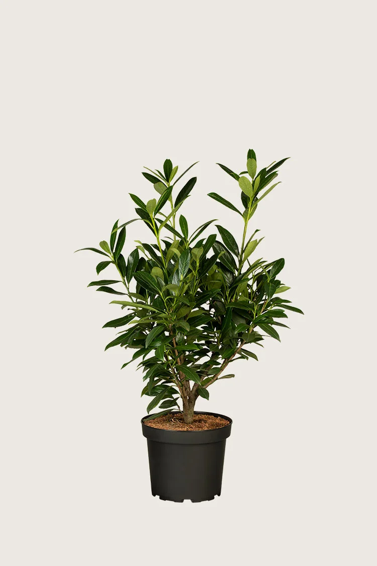 Laurbærhegg Genolia Grenet | Plantinavia