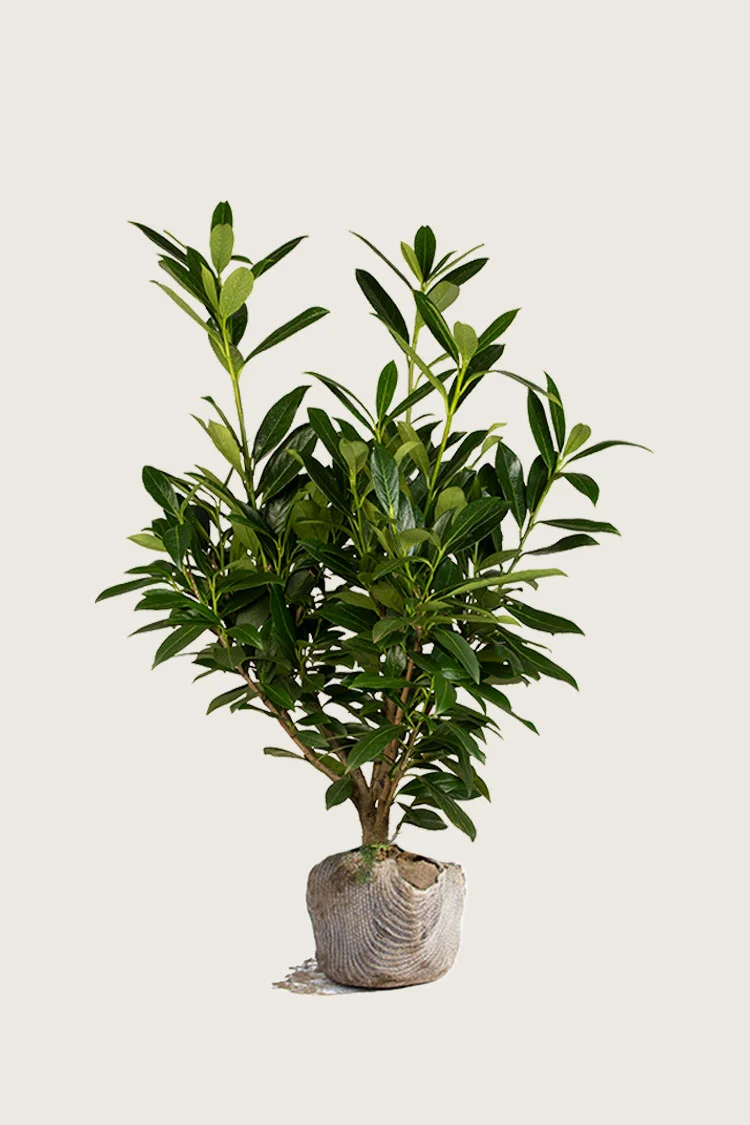 Laurbærhegg Genolia 200cm Grenet | Plantinavia