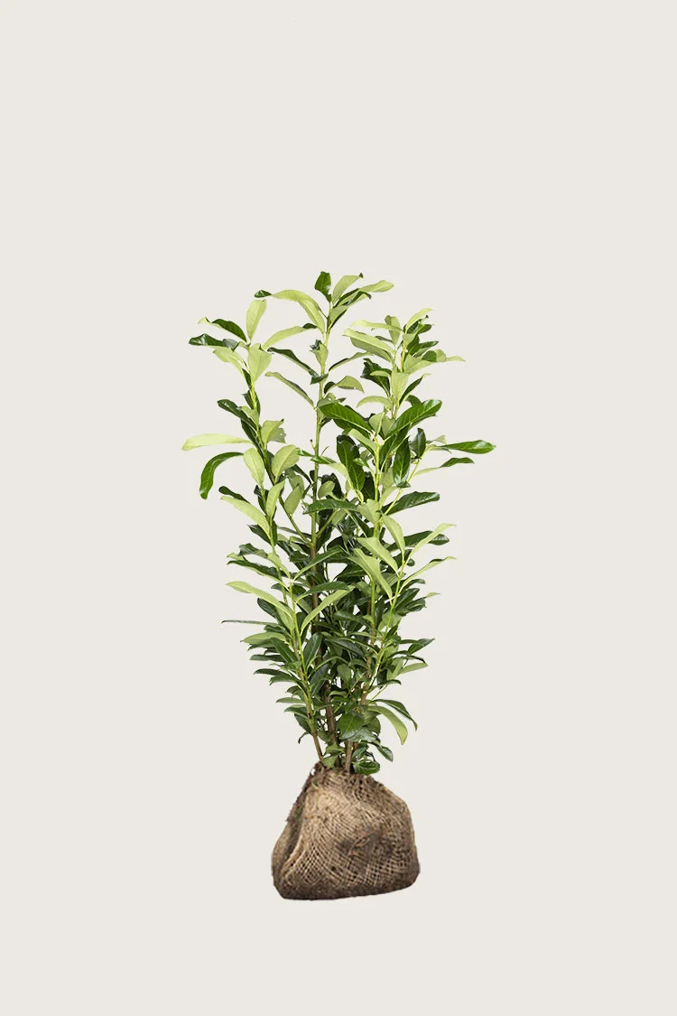 Laurbærhegg Genolia 60cm Velgrenet | Plantinavia