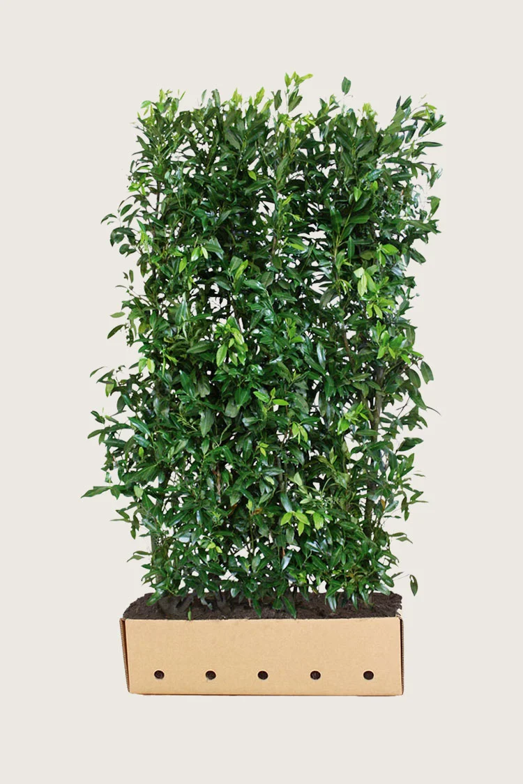Laurbærhegg Herbergii 200cm Velgrenet | Plantinavia