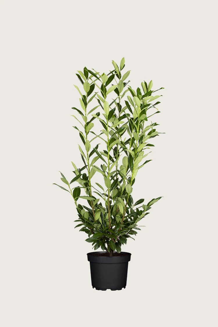 Laurbærhegg Herbergii 150cm Grenet | Plantinavia