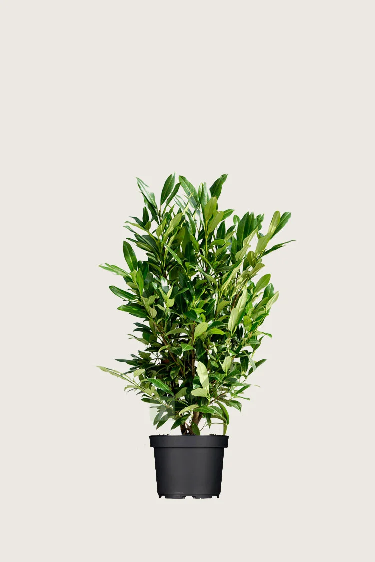 Laurbærhegg Herbergii 80cm Grenet | Plantinavia