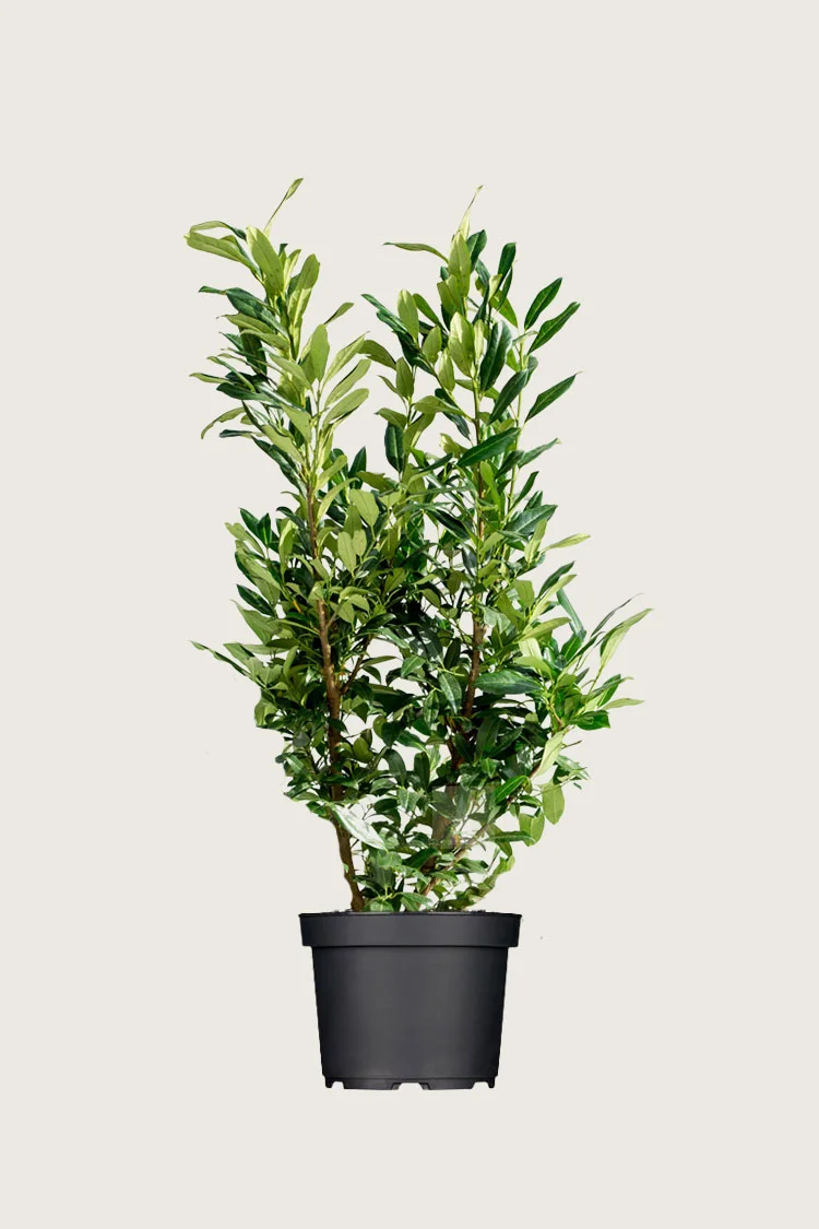 Laurbærhegg Herbergii 125cm Velgrenet | Plantinavia