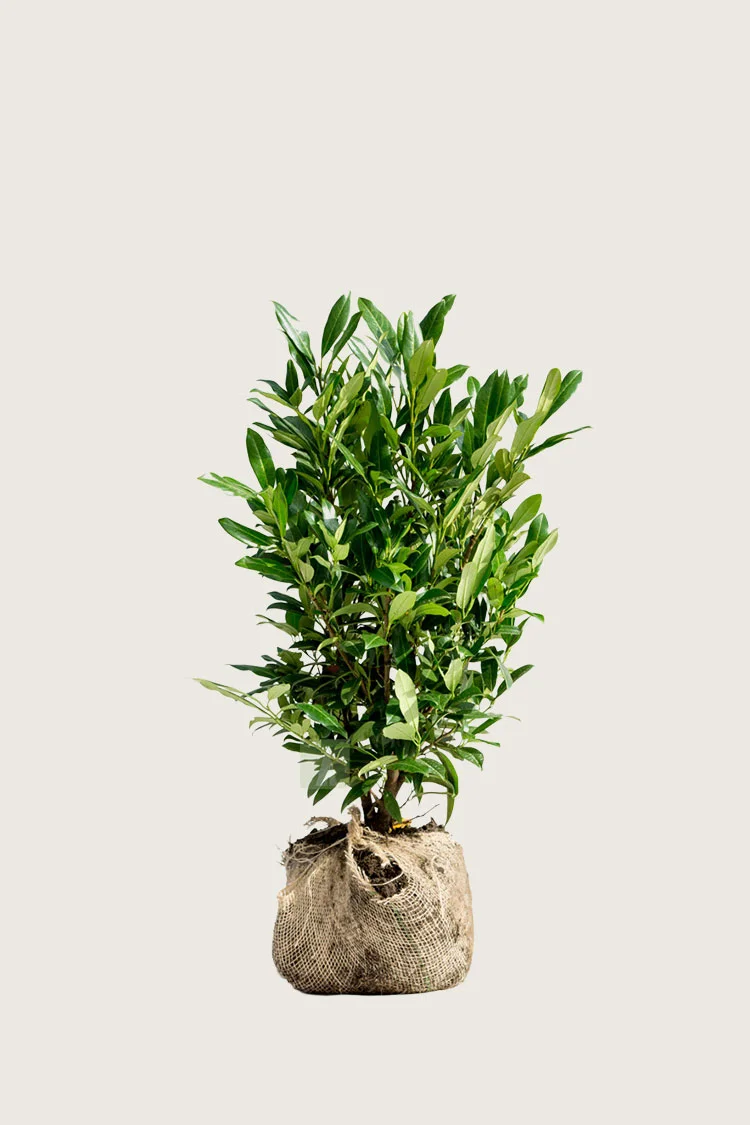 Laurbærhegg Herbergii 60cm Grenet | Plantinavia
