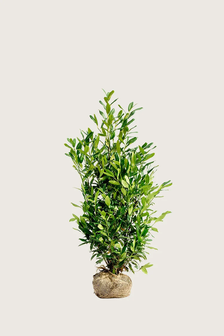 Laurbærhegg Herbergii 60cm Velgrenet | Plantinavia