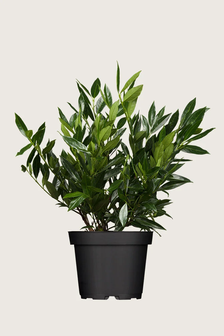 Laurbærhegg Otto-Luyken 60cm Grenet | Plantinavia
