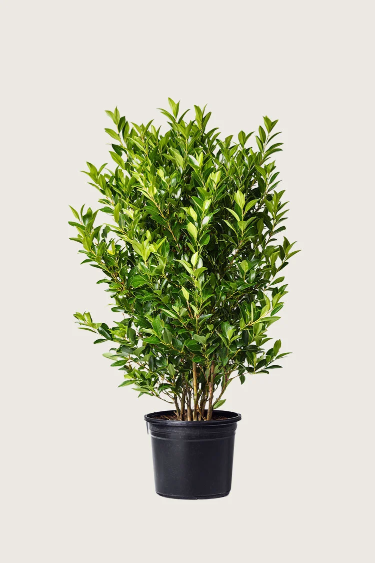 Laurbærhegg Otto-Luyken 100cm Velgrenet | Plantinavia