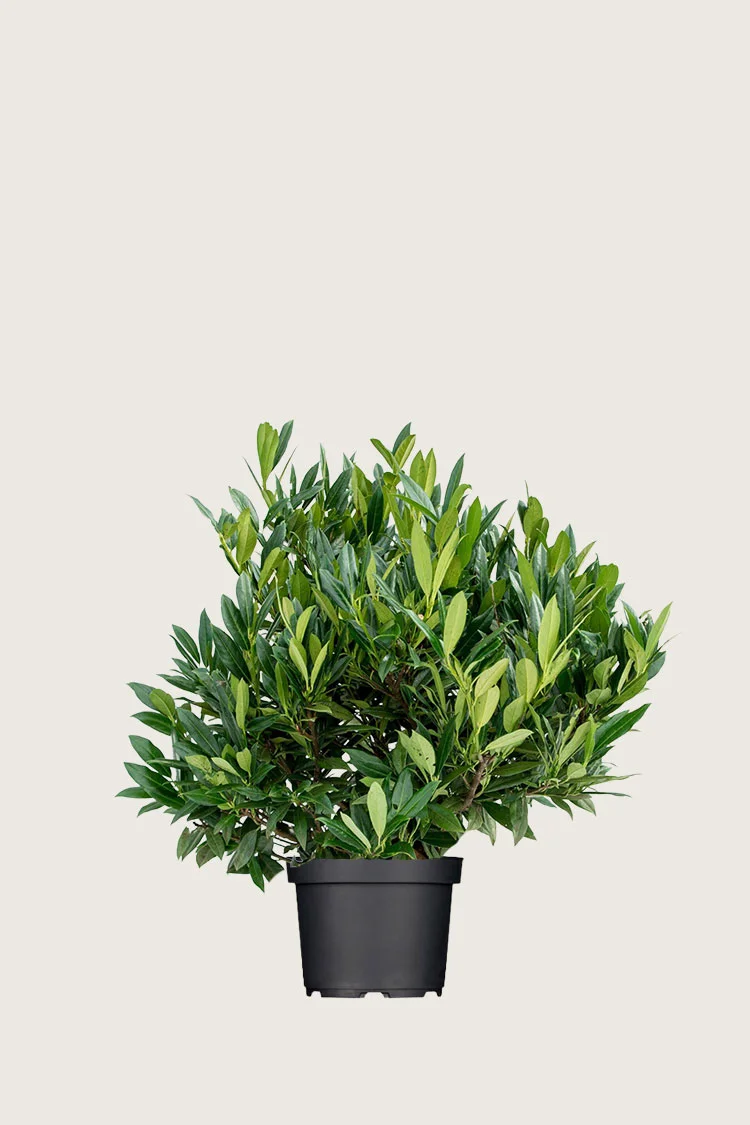 Laurbærhegg Otto-Luyken 60cm Velgrenet | Plantinavia