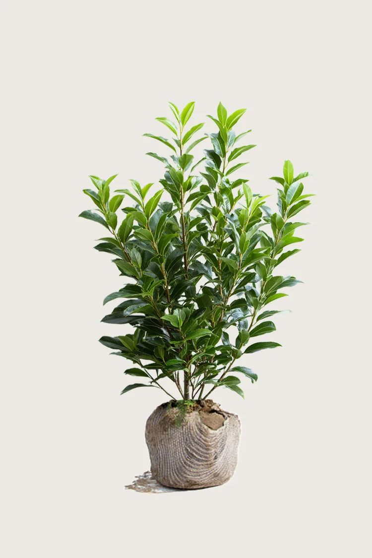 Laurbærhegg Otto-Luyken 100cm Grenet | Plantinavia