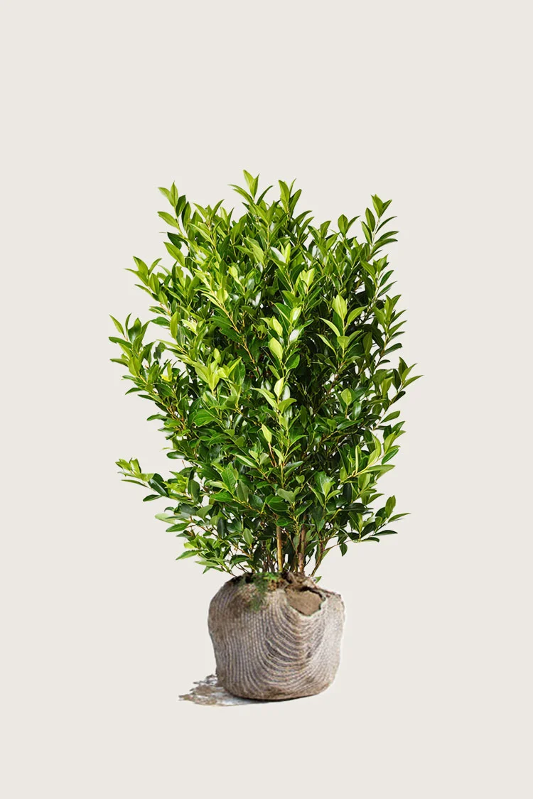 Laurbærhegg Otto-Luyken 100cm Velgrenet | Plantinavia