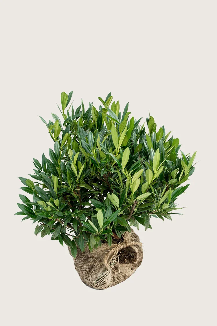 Laurbærhegg Otto-Luyken 80cm Velgrenet | Plantinavia
