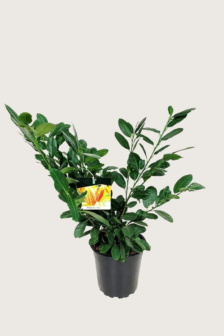 Laurbærhegg Titan 100cm Grenet | Plantinavia