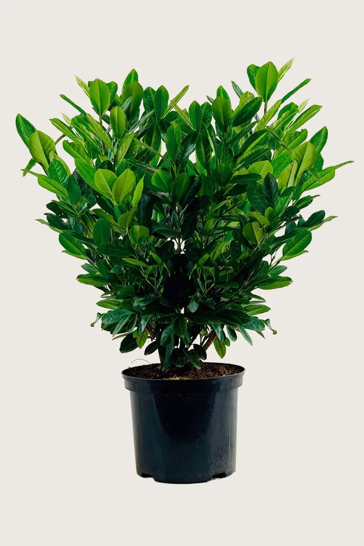 Laurbærhegg Titan 125cm Velgrenet | Plantinavia
