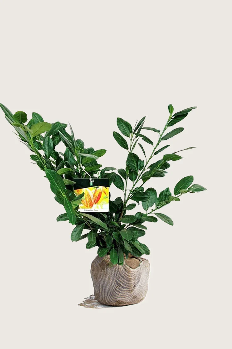 Laurbærhegg Titan 40cm Grenet | Plantinavia