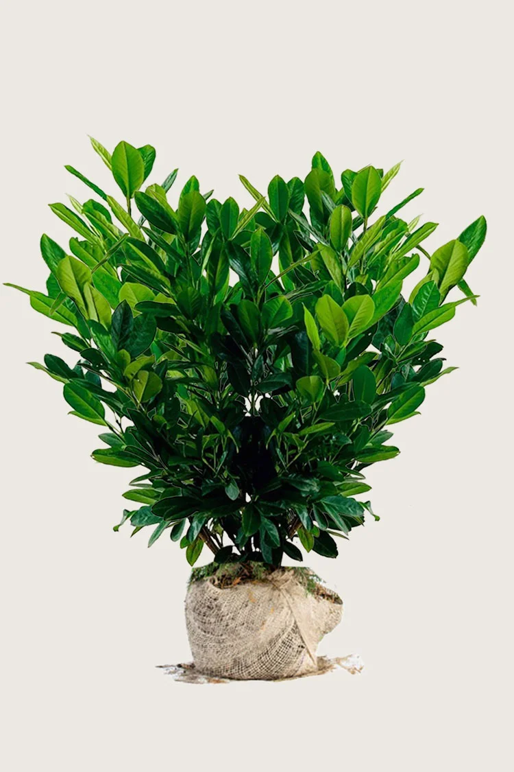 Laurbærhegg Titan 200cm Velgrenet | Plantinavia