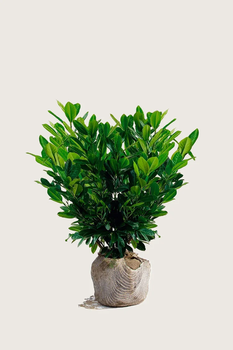 Laurbærhegg Titan 40cm Velgrenet | Plantinavia