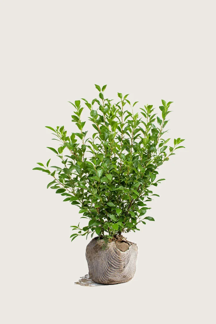 Liguster liga 100cm Grenet | Plantinavia