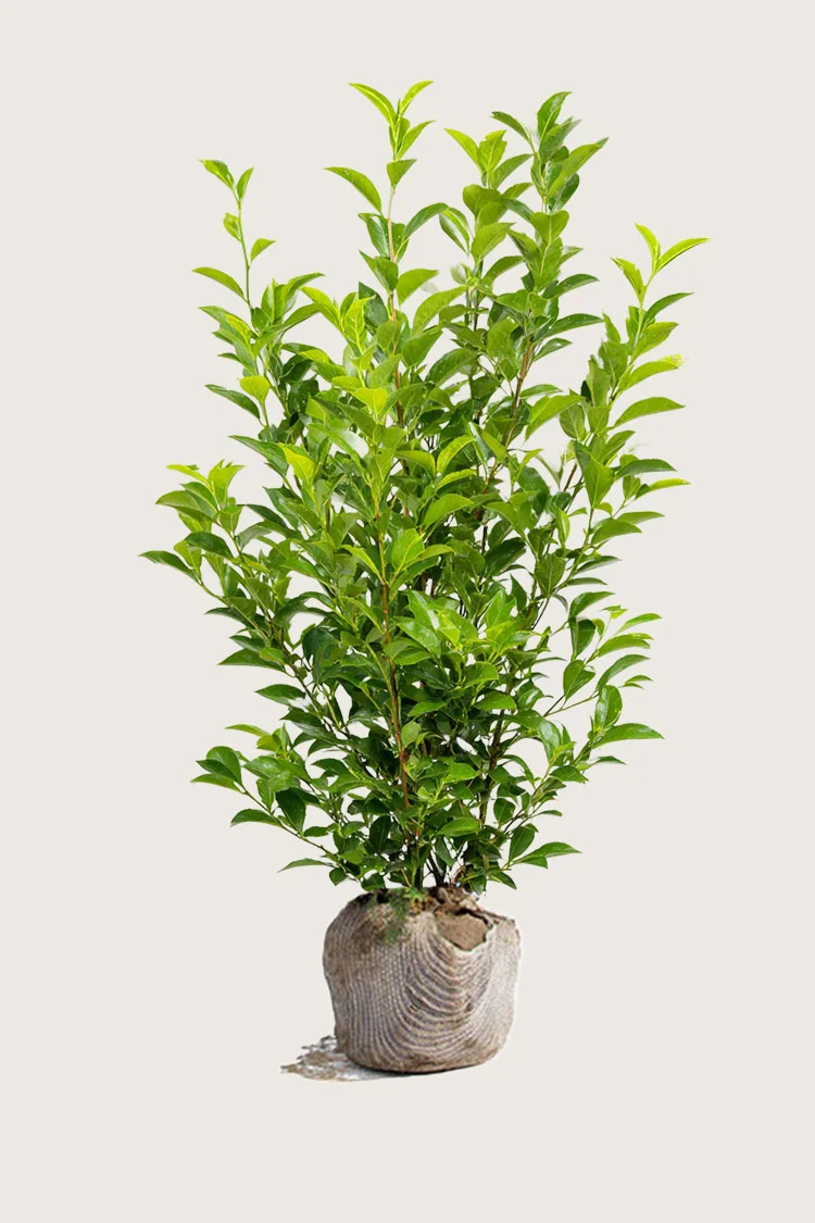 Liguster liga 250cm Grenet | Plantinavia