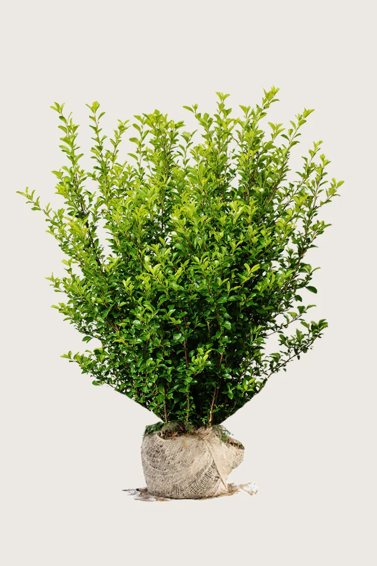 Liguster liga 225cm Velgrenet | Plantinavia