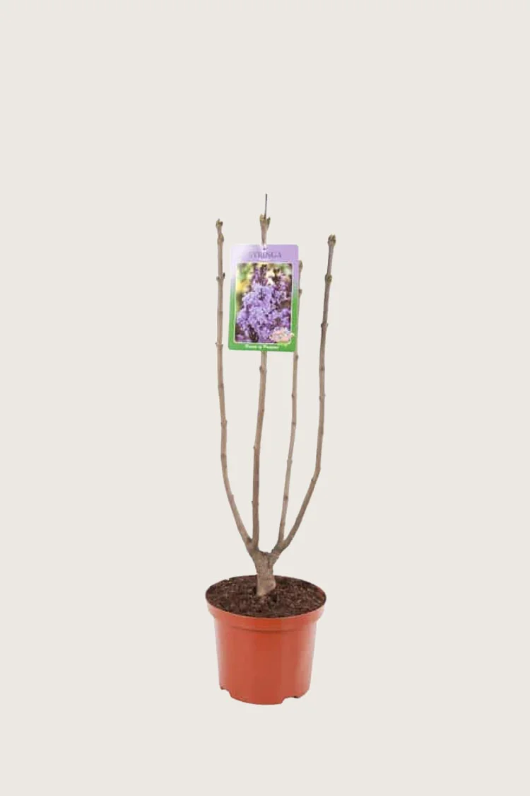 Lilla Syrin 80cm Grenet | Plantinavia