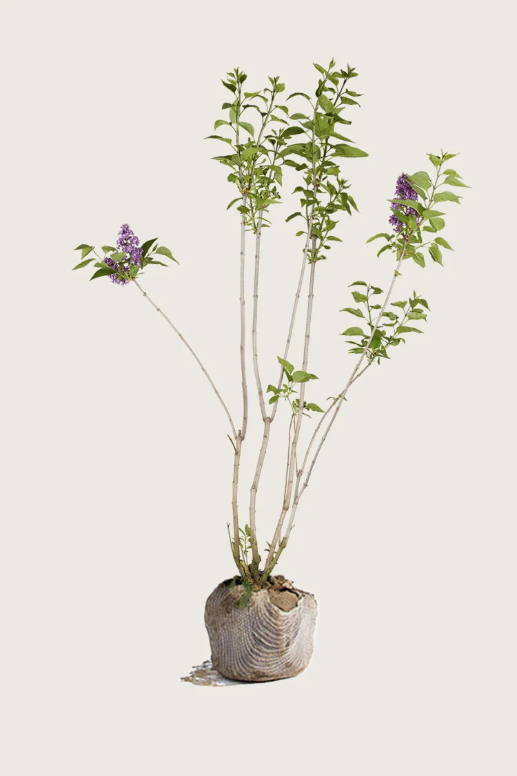 Lilla Syrin 125cm Velgrenet | Plantinavia