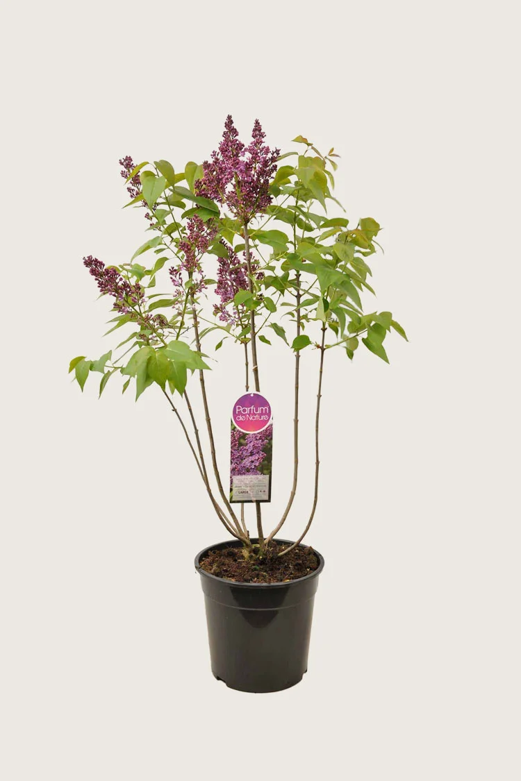 Mørkelilla Syrin 125cm Velgrenet | Plantinavia