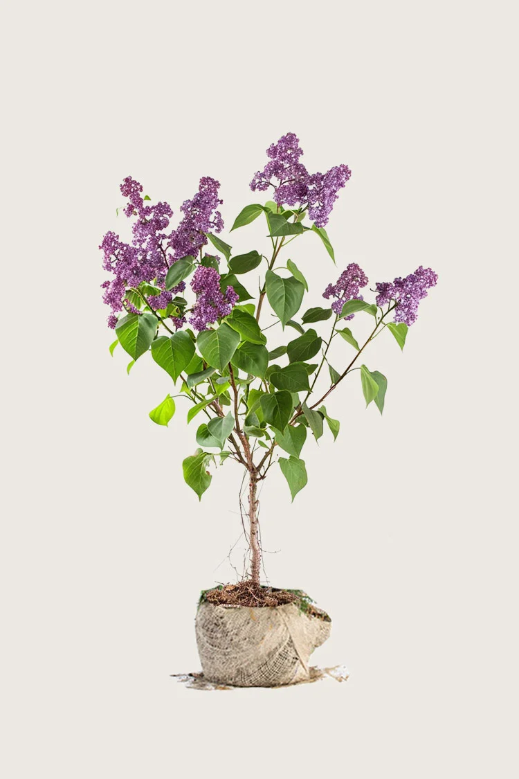 Mørkelilla Syrin 125cm Velgrenet | Plantinavia