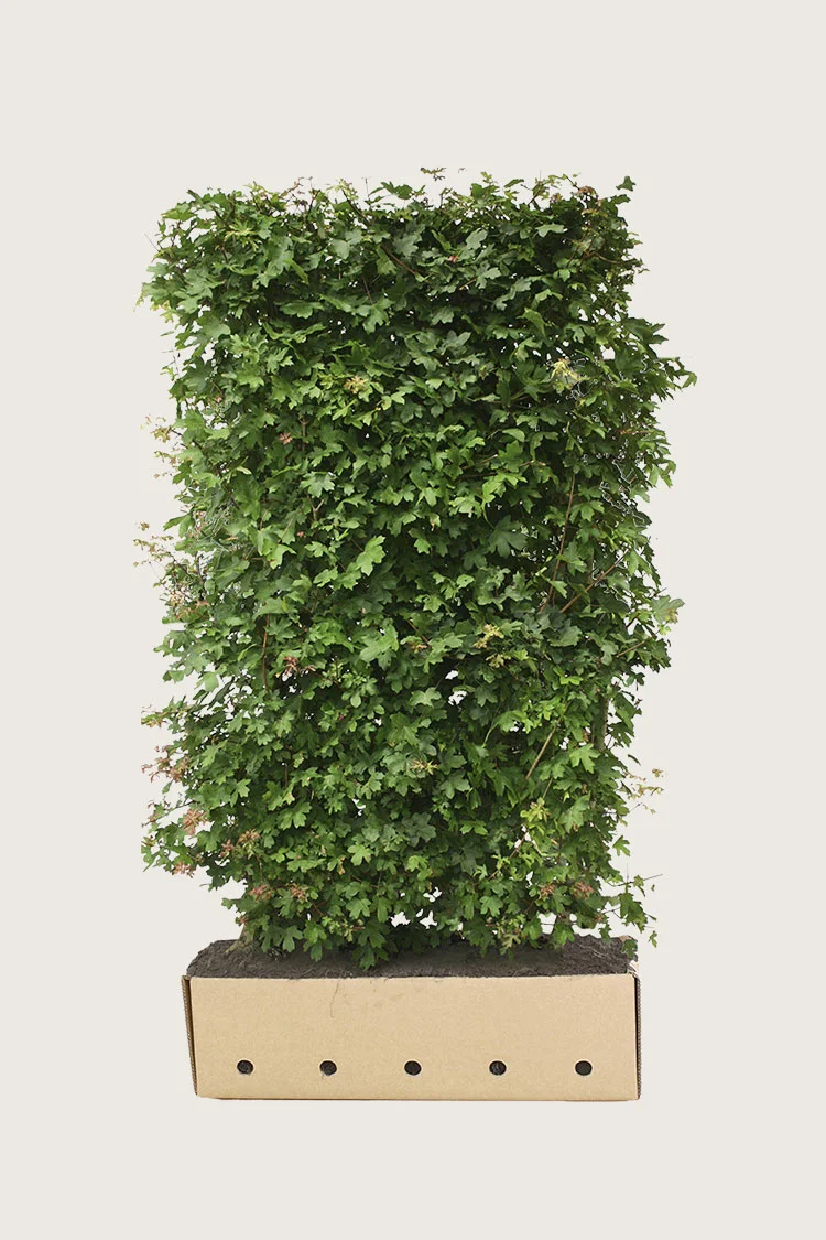 Naverlønn 150cm Velgrenet | Plantinavia