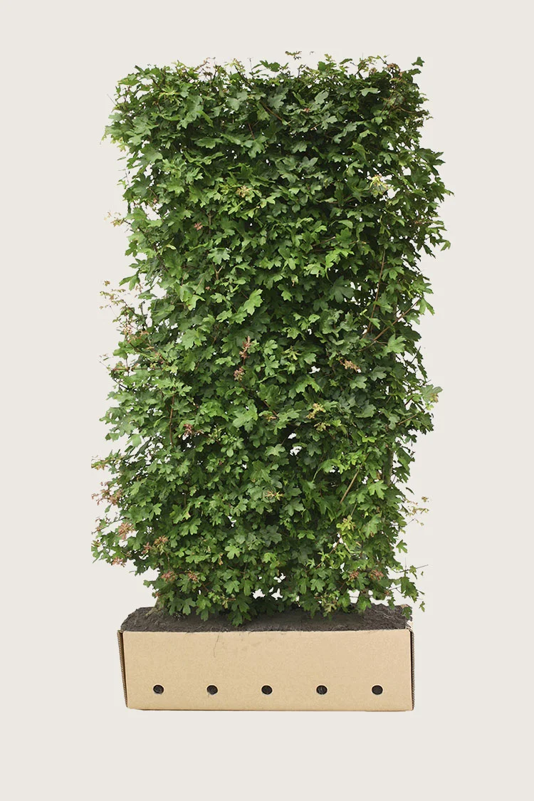 Naverlønn 200cm Velgrenet | Plantinavia