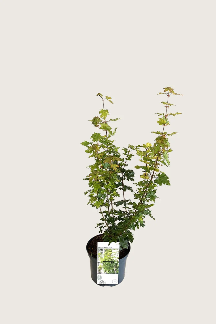 Naverlønn 40cm Grenet | Plantinavia