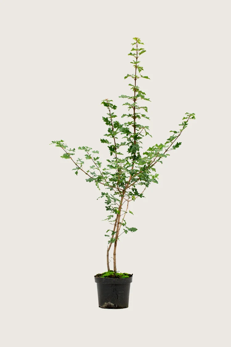 Naverlønn 125cm Velgrenet | Plantinavia
