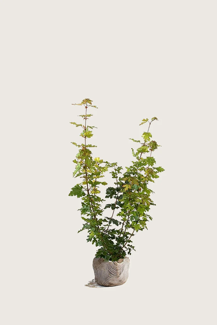 Naverlønn 100cm Grenet | Plantinavia