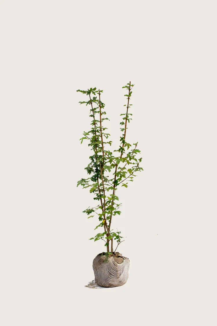 Naverlønn 175cm Grenet | Plantinavia