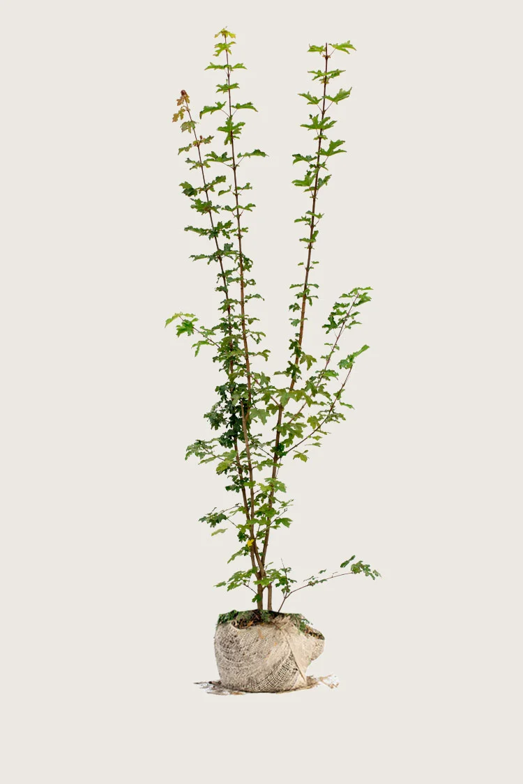Naverlønn 250cm Grenet | Plantinavia