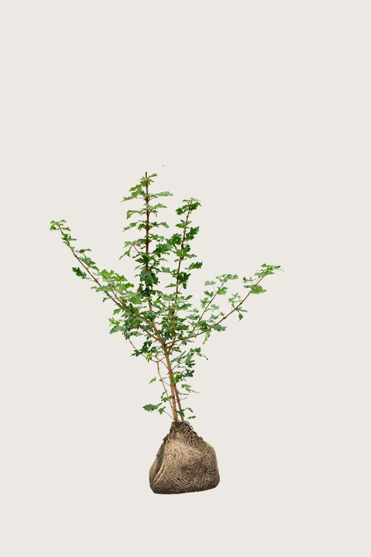Naverlønn 100cm Velgrenet | Plantinavia